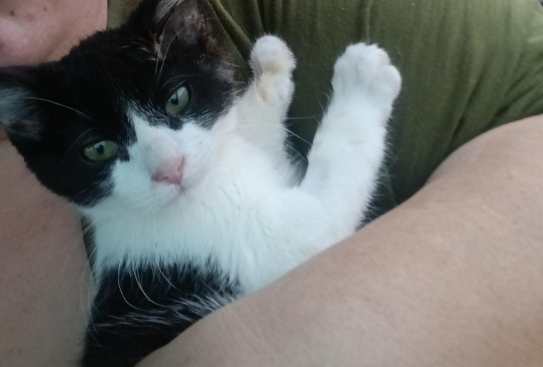 Enlarge Darwin, a Adopted Domestic Short Hair in Twin Falls, ID image 1/1