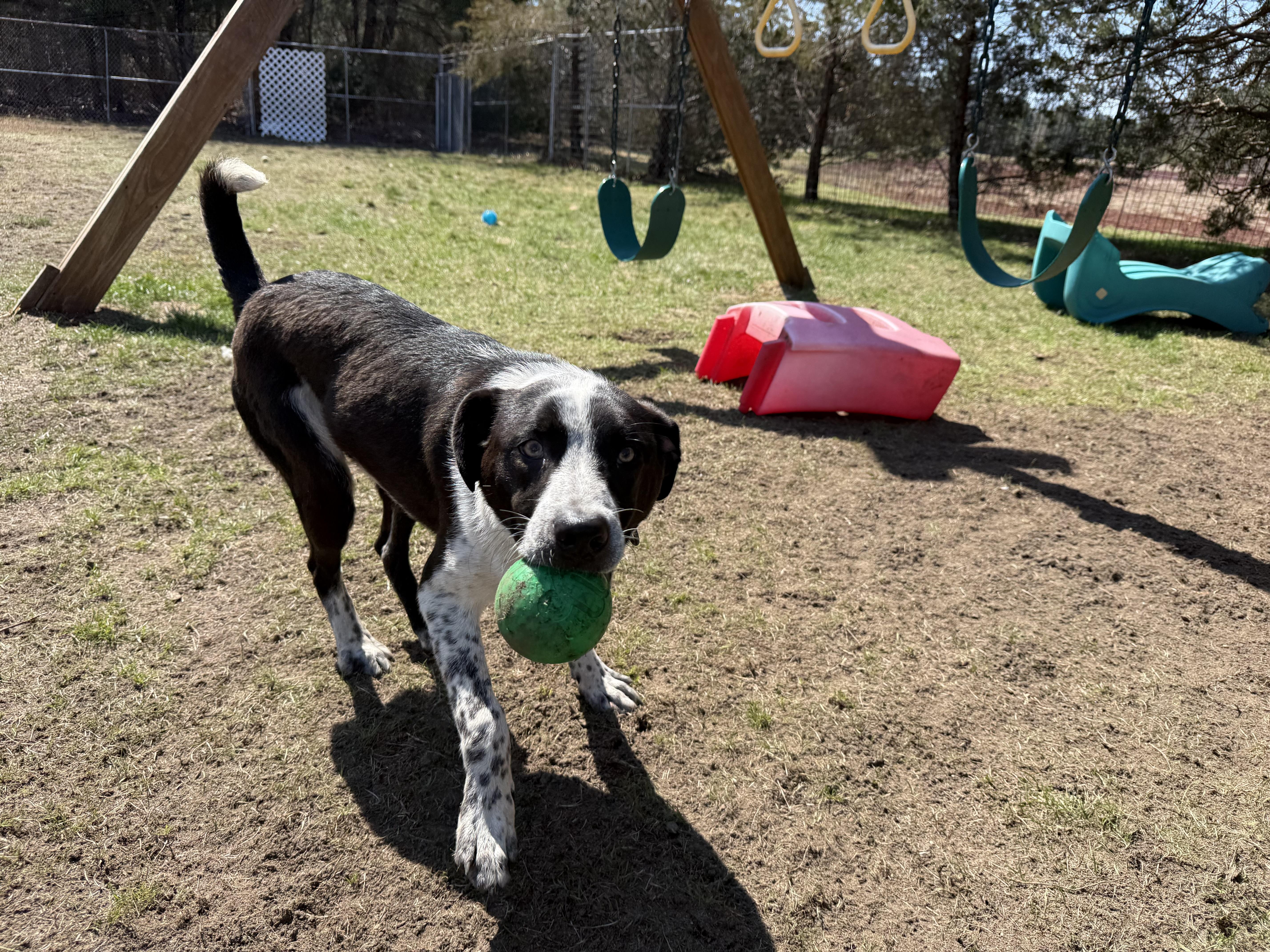Sammy, a ADOPTABLE mixed breed in Carver, MA image 1/5