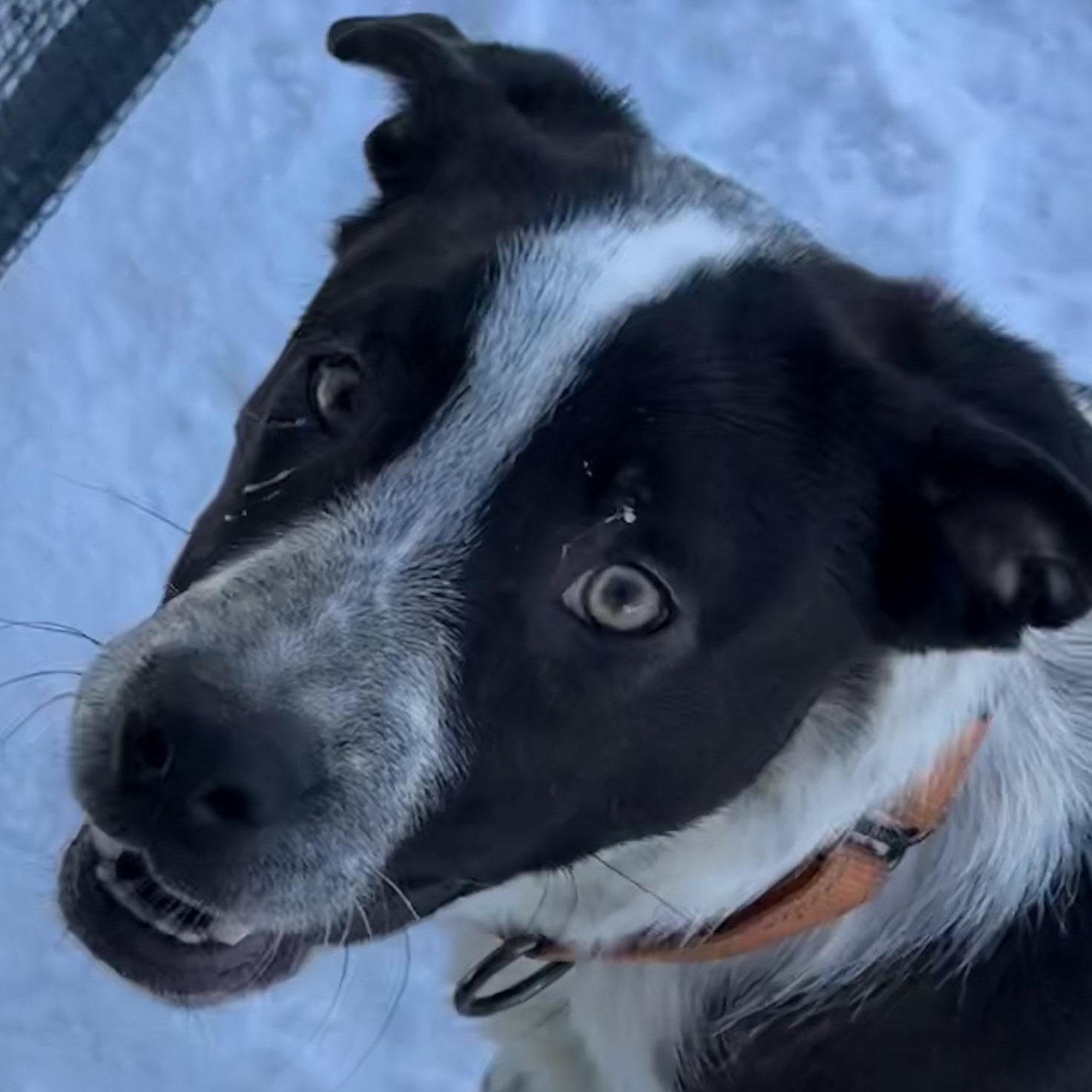 Enlarge Sammy, a ADOPTABLE mixed breed in Carver, MA image 1/2