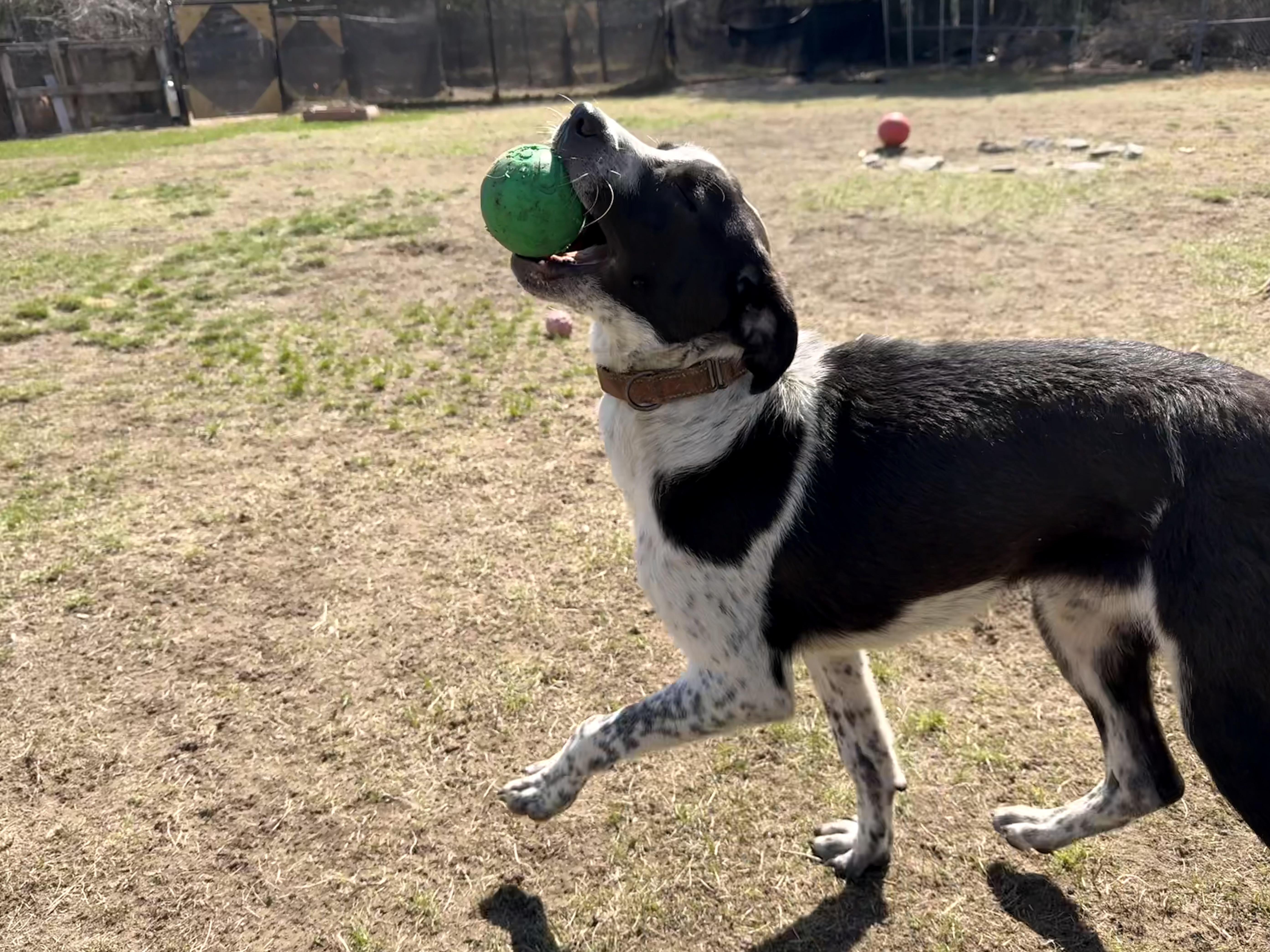 Sammy, a ADOPTABLE mixed breed in Carver, MA image 3/5