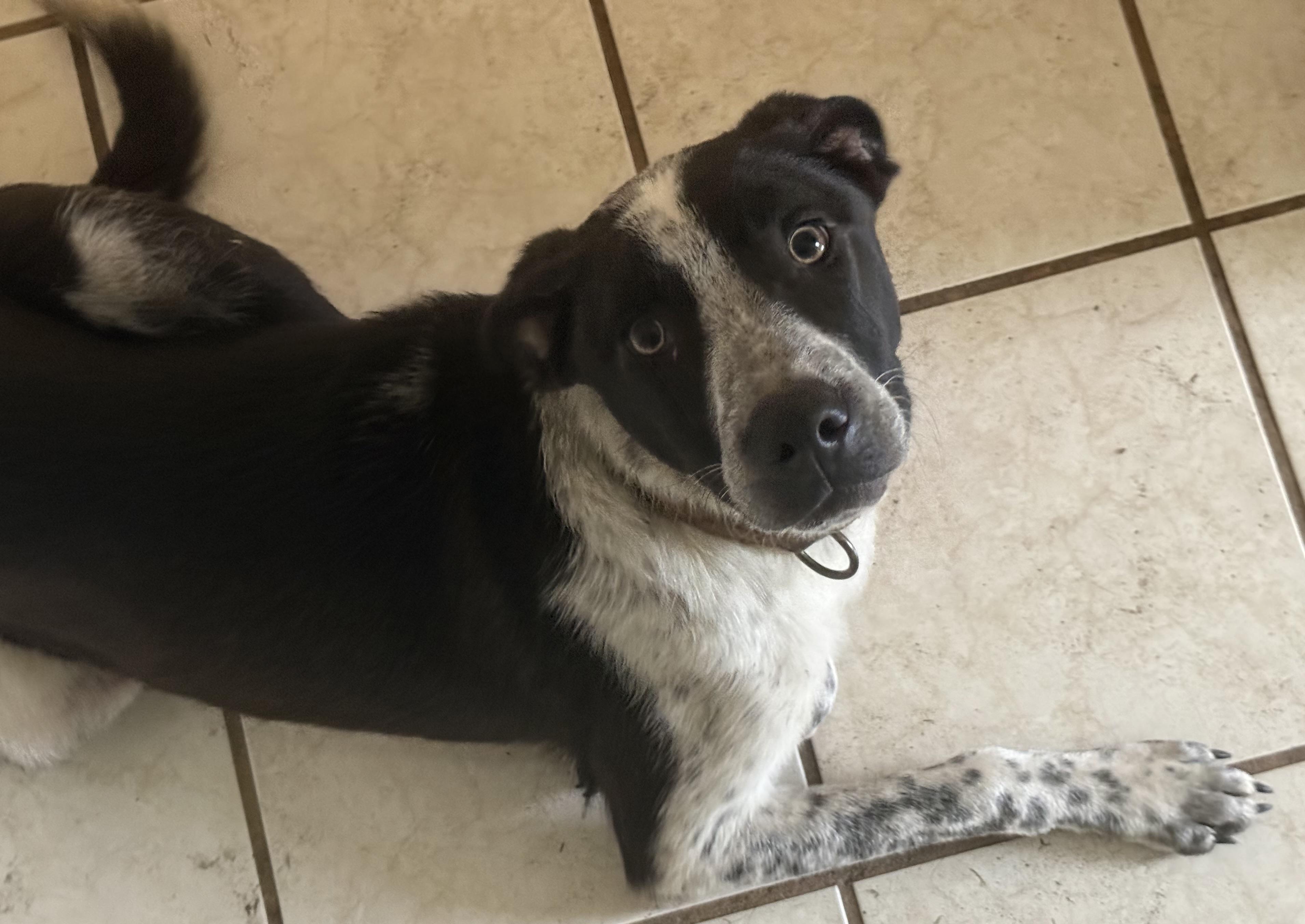 Sammy, a ADOPTABLE mixed breed in Carver, MA image 4/5