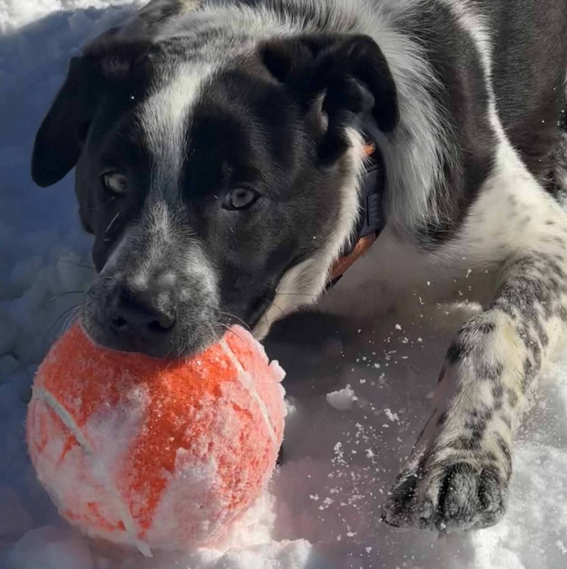 Enlarge Sammy, a ADOPTABLE mixed breed in Carver, MA image 2/2
