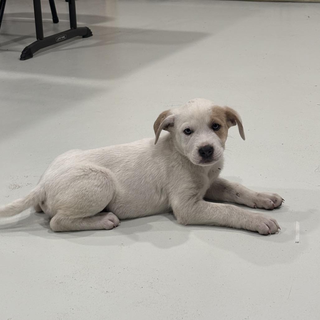 Blossom, Adoptable, Puppy Female Pit Bull Terrier.