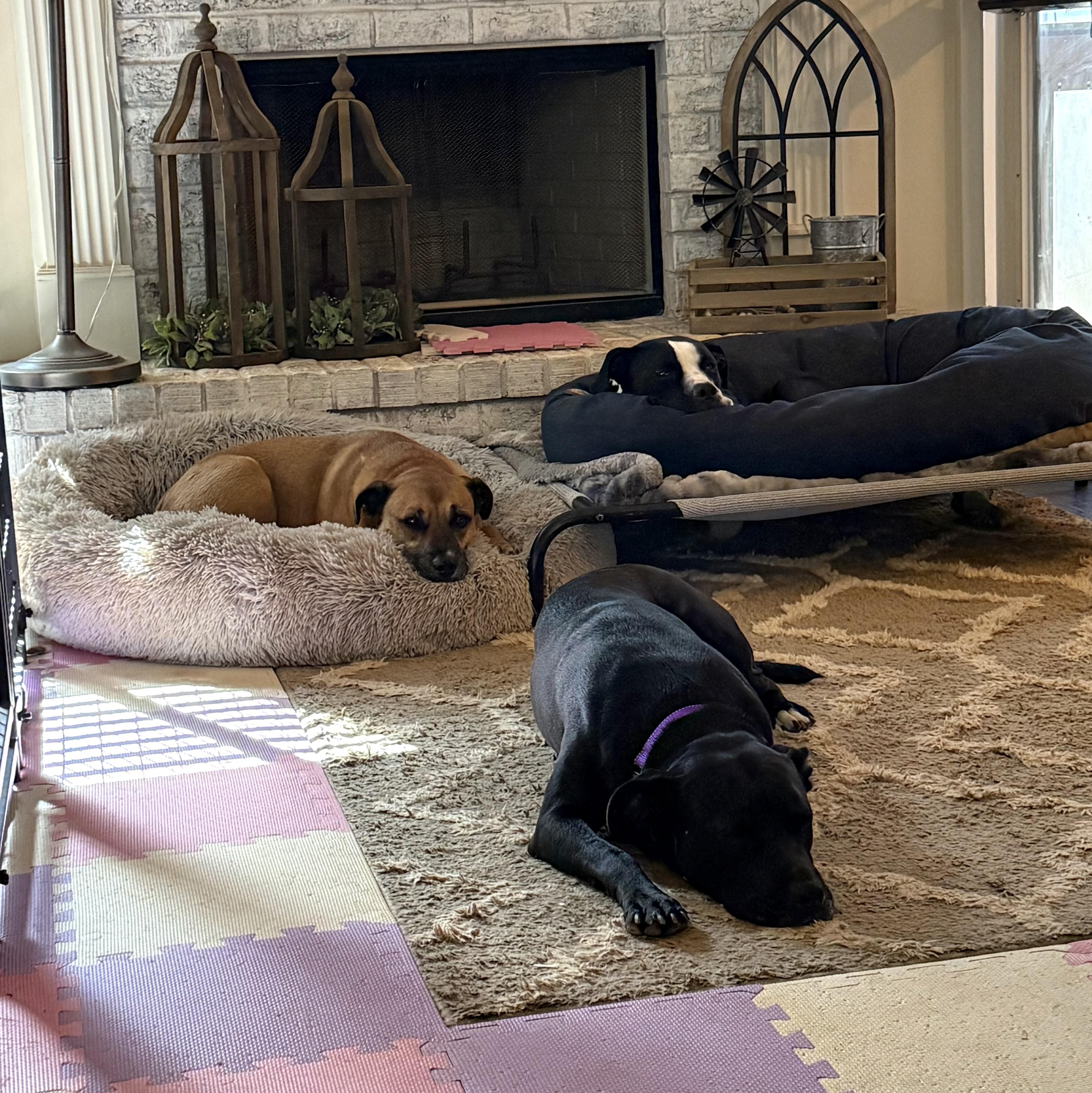 Enlarge Roxy, a Adoptable mixed breed in Jackson, GA image 2/6