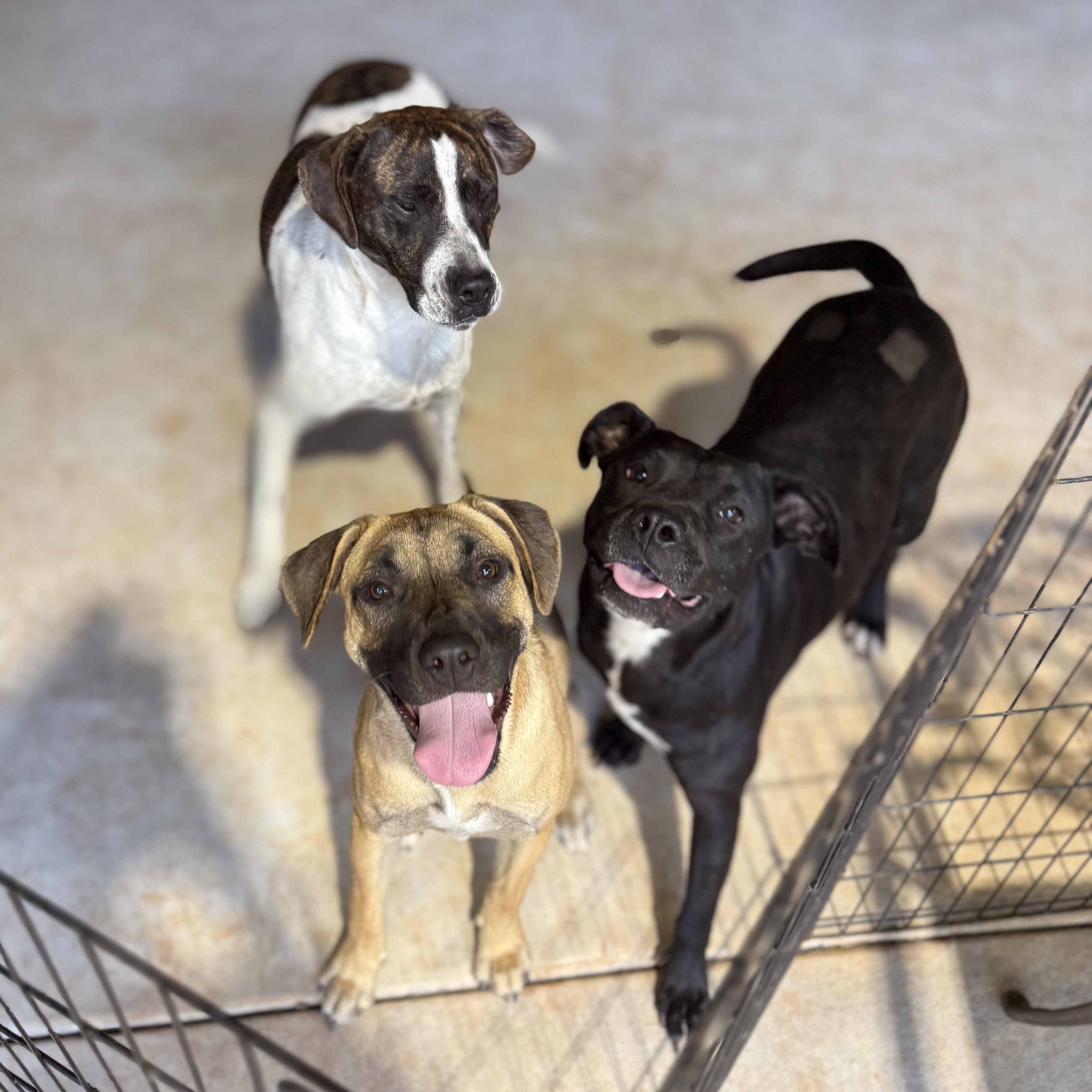 Enlarge Roxy, a Adoptable mixed breed in Jackson, GA image 3/6