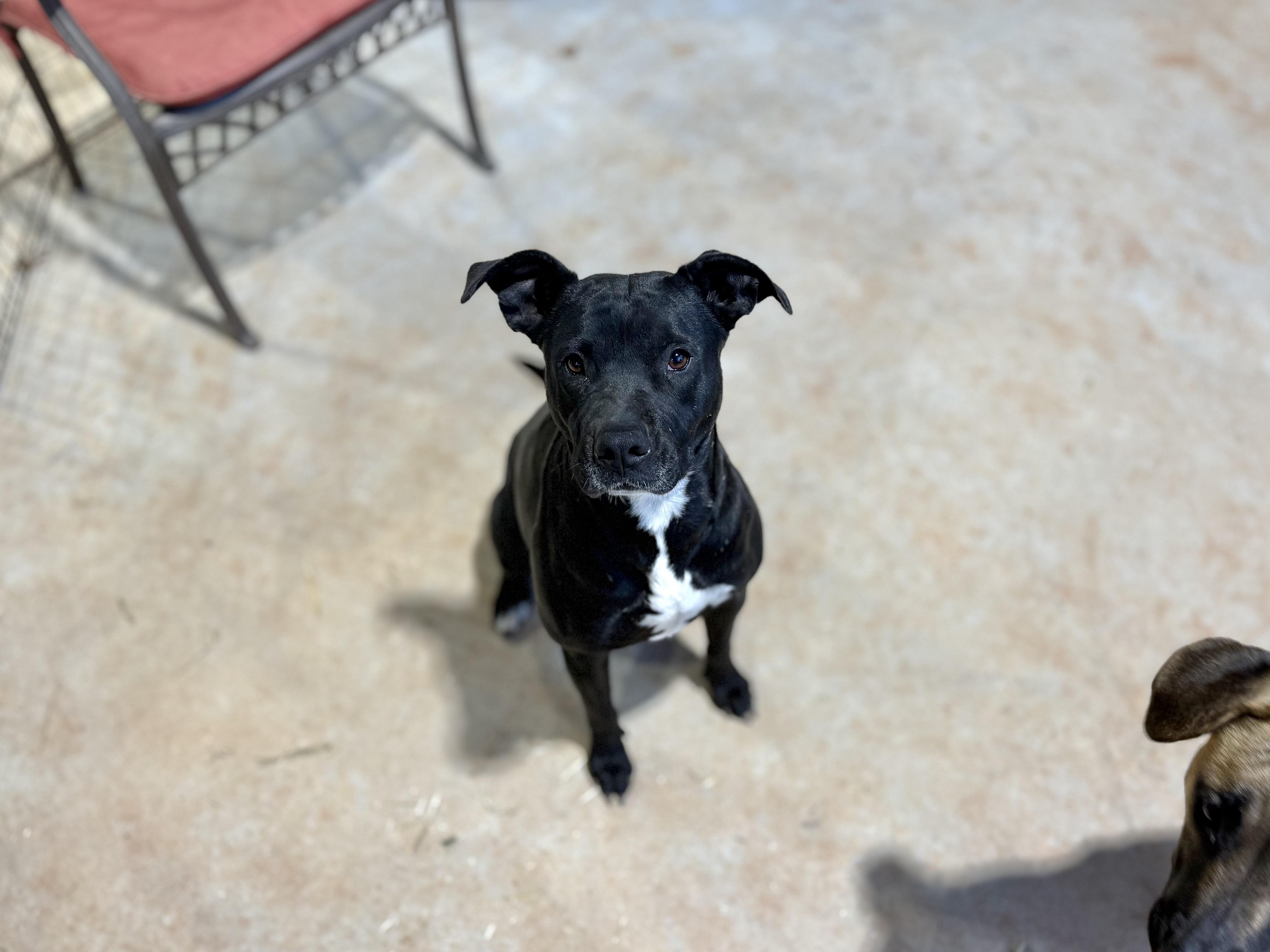 Enlarge Roxy, a Adoptable mixed breed in Jackson, GA image 4/6