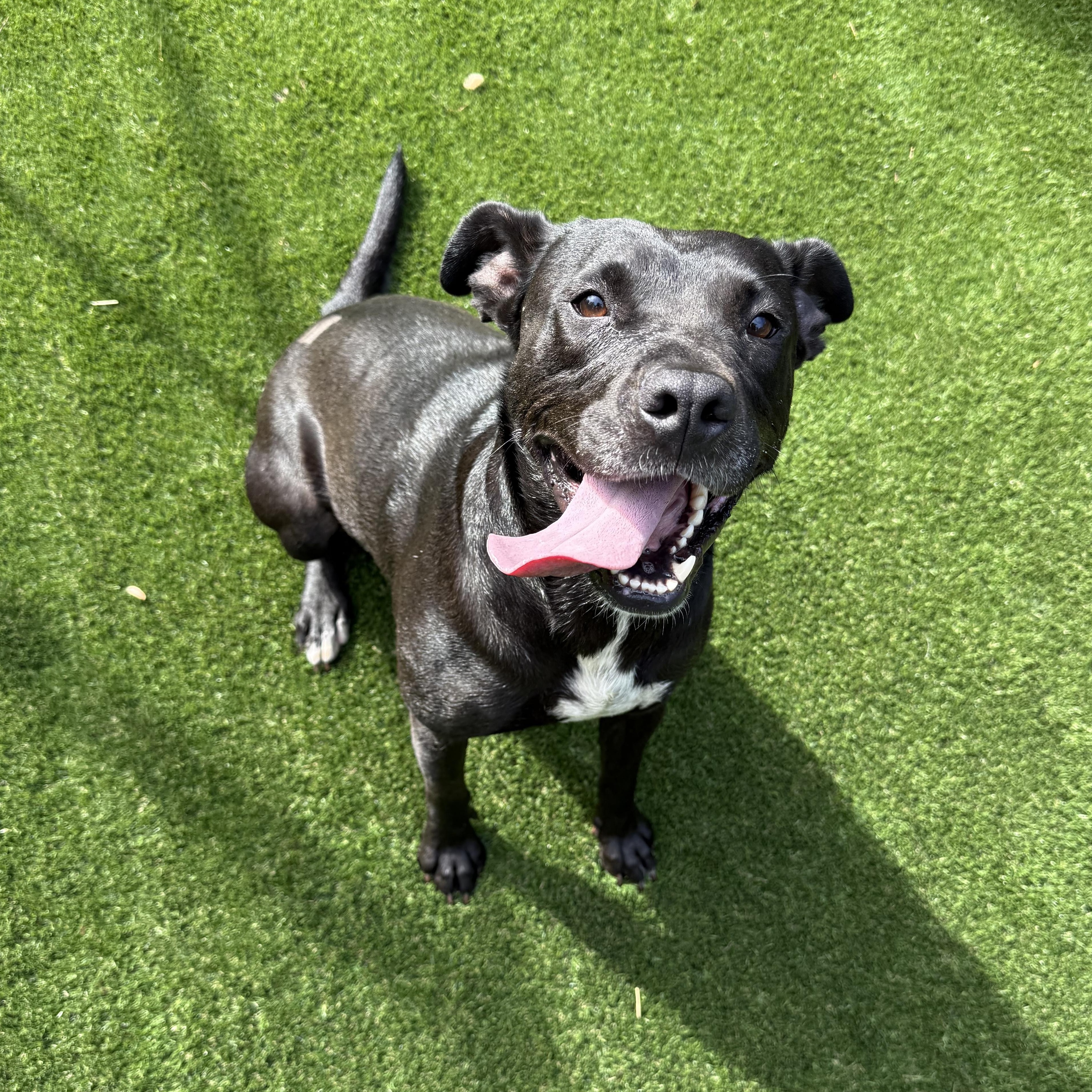 Enlarge Roxy, a Adoptable mixed breed in Jackson, GA image 5/6