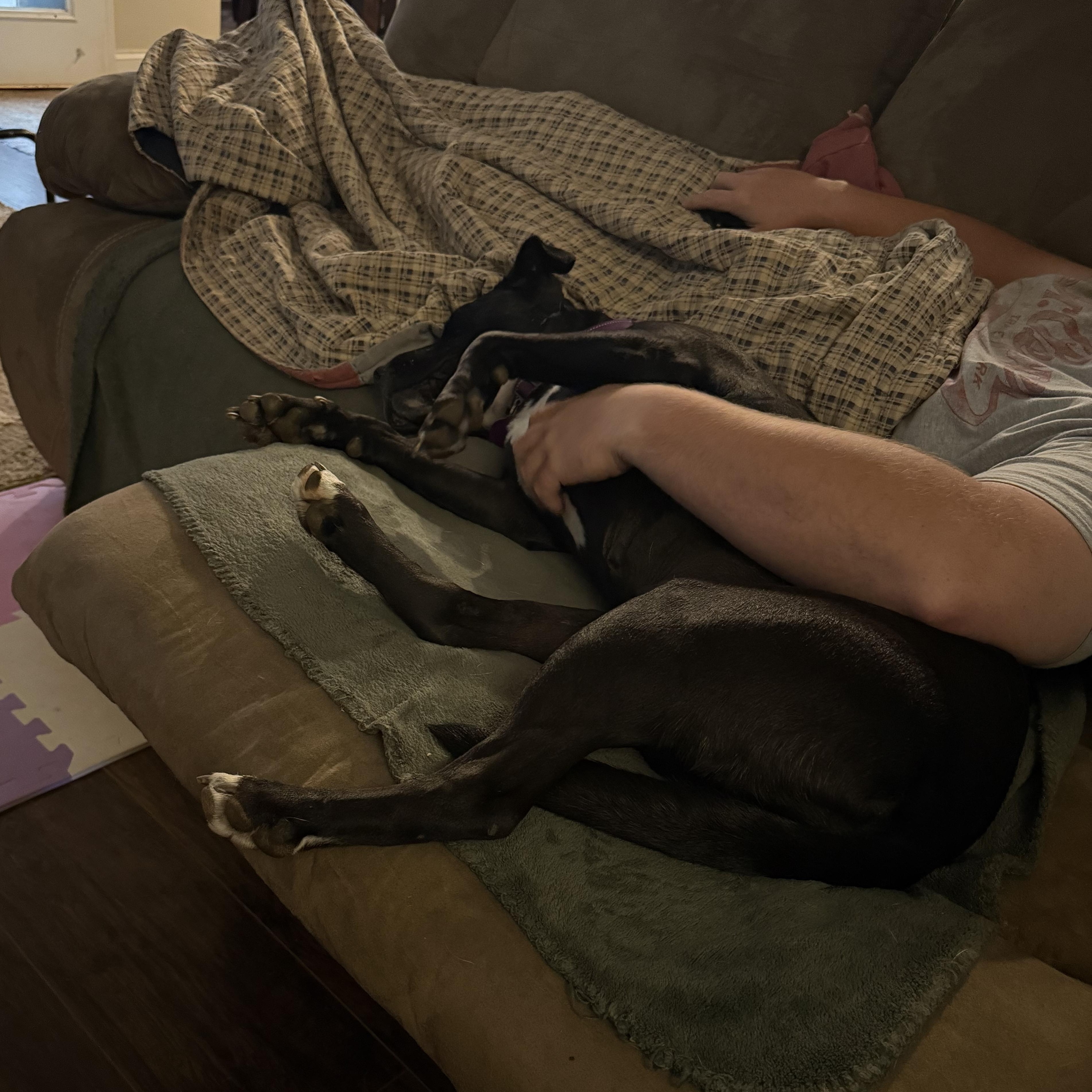 Enlarge Roxy, a Adoptable mixed breed in Jackson, GA image 6/6