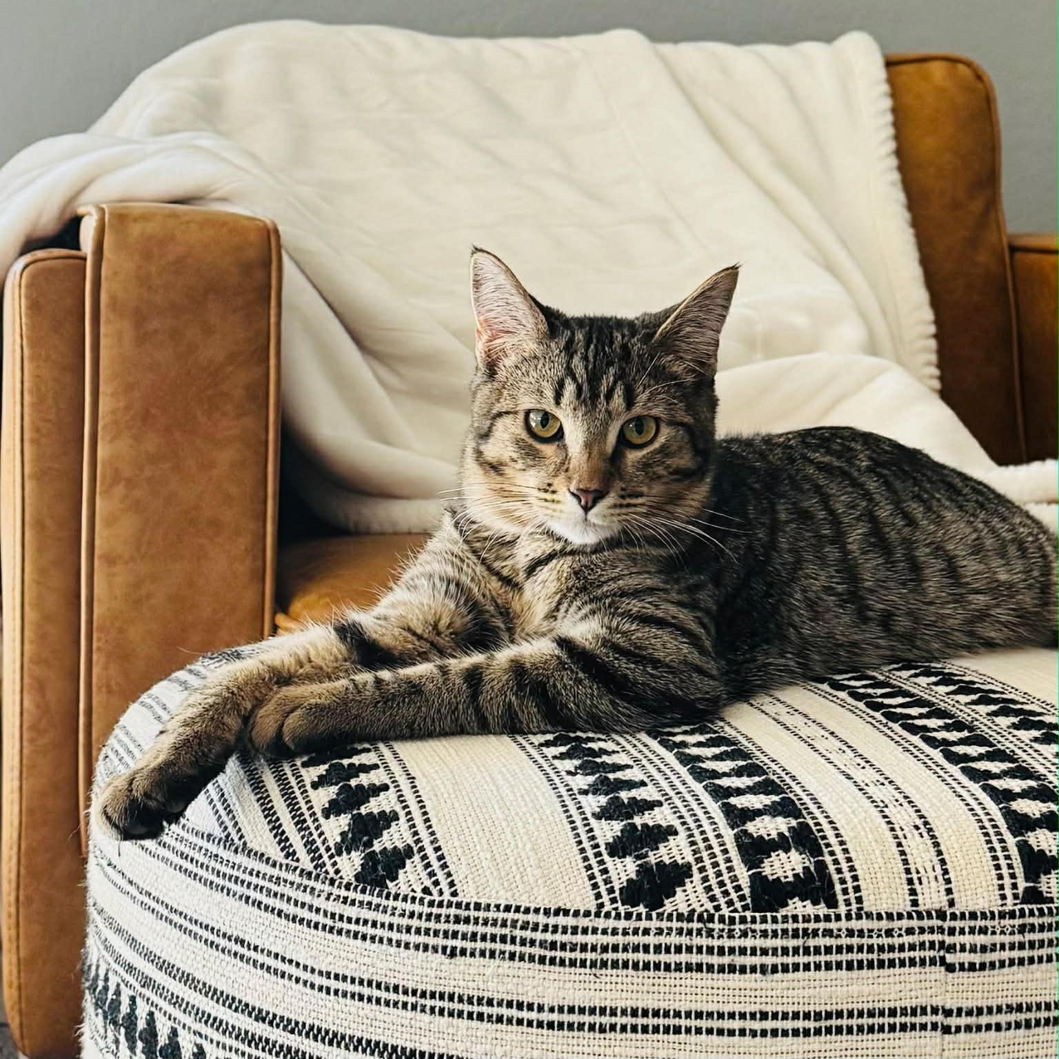 Blane, a ADOPTABLE Domestic Short Hair in Queen Creek, AZ image 2/3