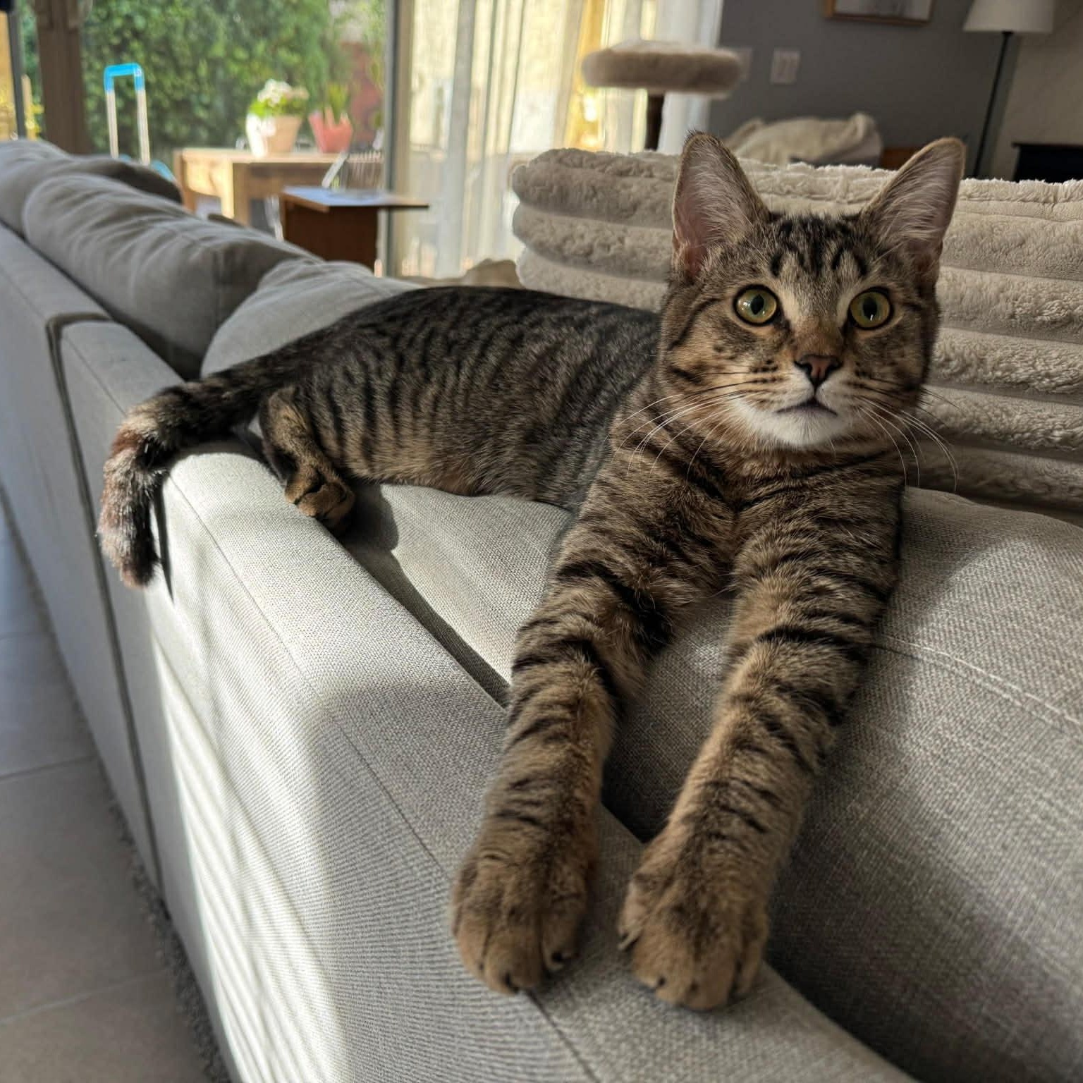 Blane, ADOPTABLE, Kitten Male Domestic Short Hair.