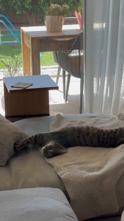 Enlarge Blane, a ADOPTABLE Domestic Short Hair in Queen Creek, AZ video 3/3