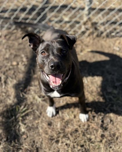 Enlarge Khloe, a Adoptable mixed breed in Vincennes, IN image 1/2