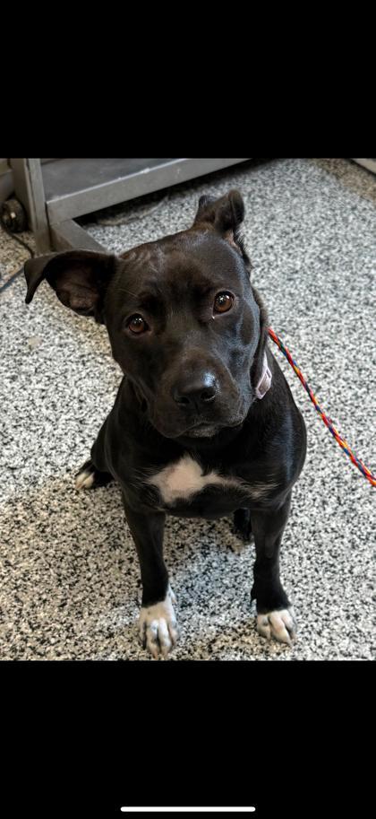 Khloe, Adoptable, Adult Female Pit Bull Terrier & Mixed Breed.