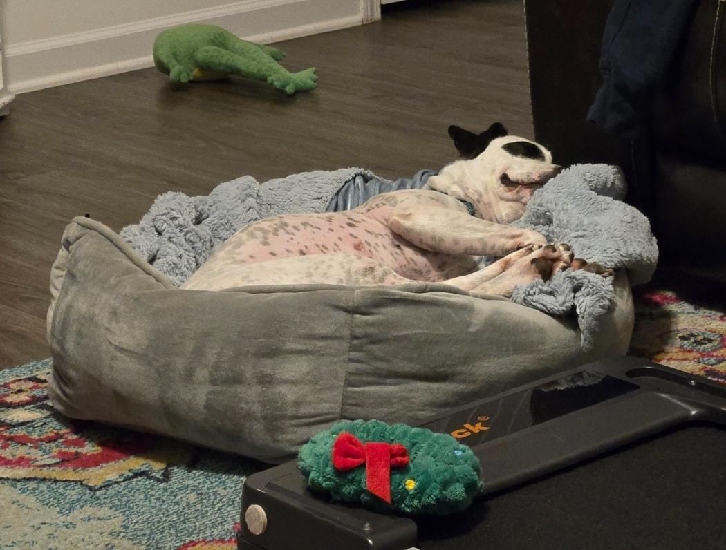 Pumpkin, Adopted, Adult Female Mixed Breed.