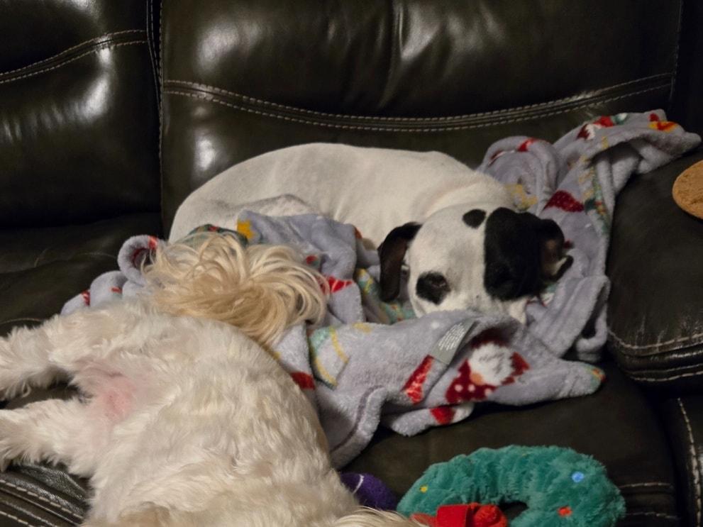 Enlarge Pumpkin, a Adopted Mixed Breed in Clayton, NC image 3/5