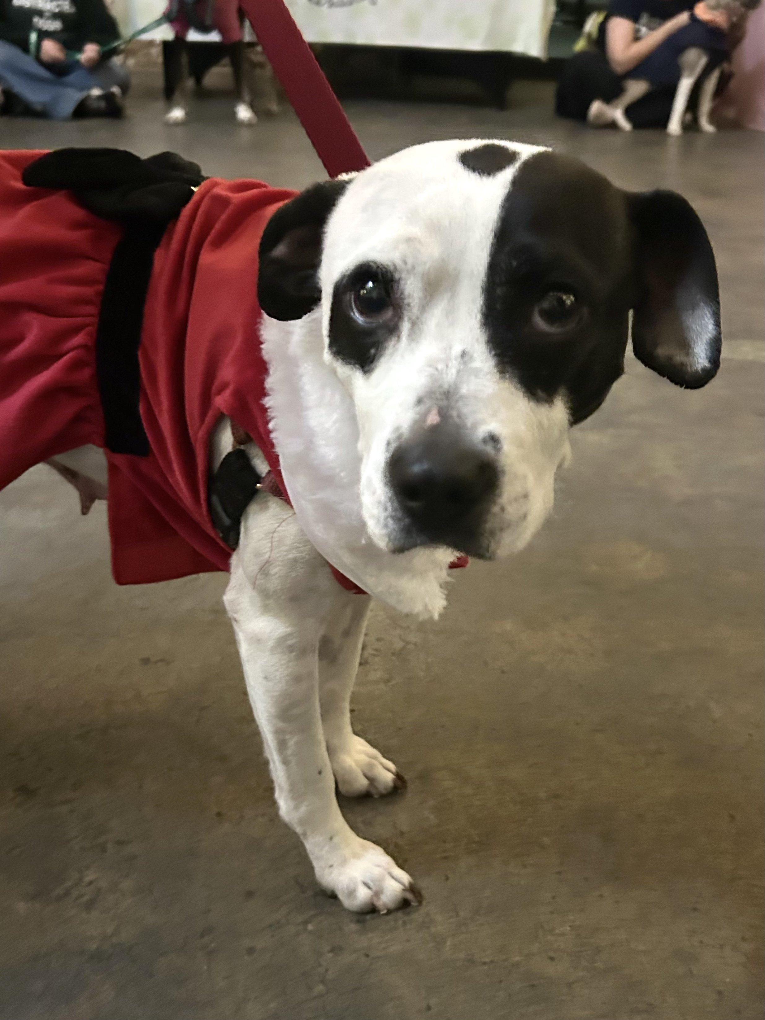 Enlarge Pumpkin, a Adopted Mixed Breed in Clayton, NC image 2/5