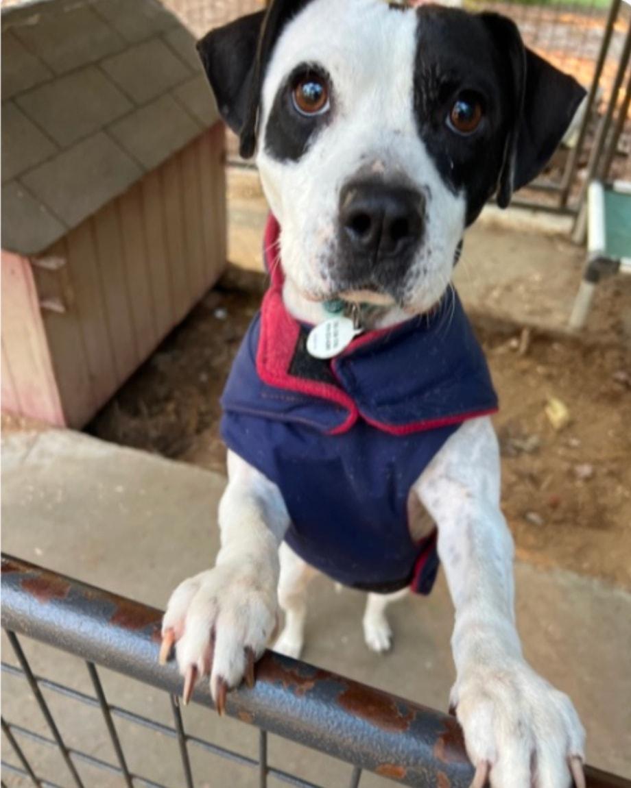 Enlarge Pumpkin, a Adopted Mixed Breed in Clayton, NC image 4/5