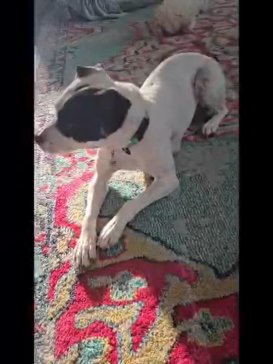 Enlarge Pumpkin, a Adopted Mixed Breed in Clayton, NC video 5/5