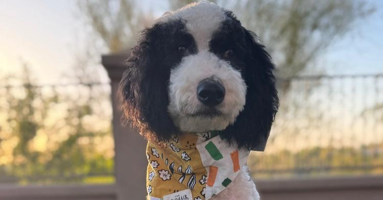 Bandit, a Adoptable mixed breed in Tucson, AZ image 3/6