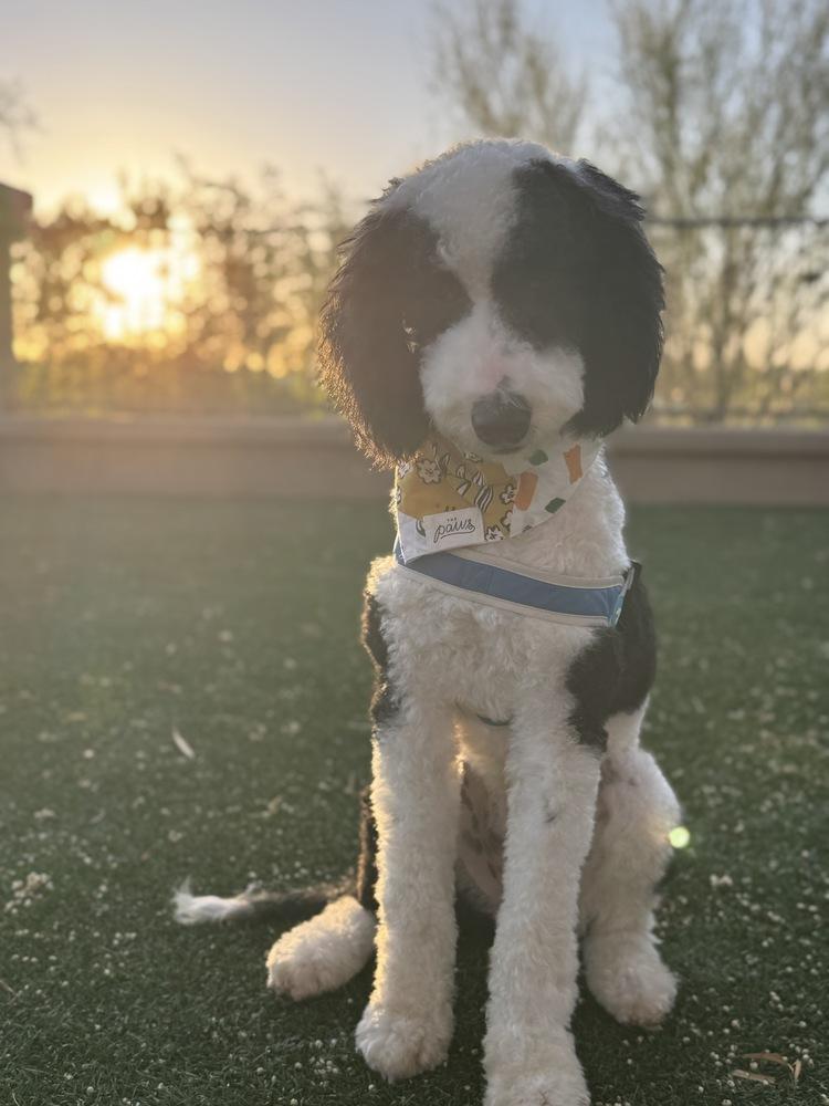 Bandit, a Adoptable mixed breed in Tucson, AZ image 4/6