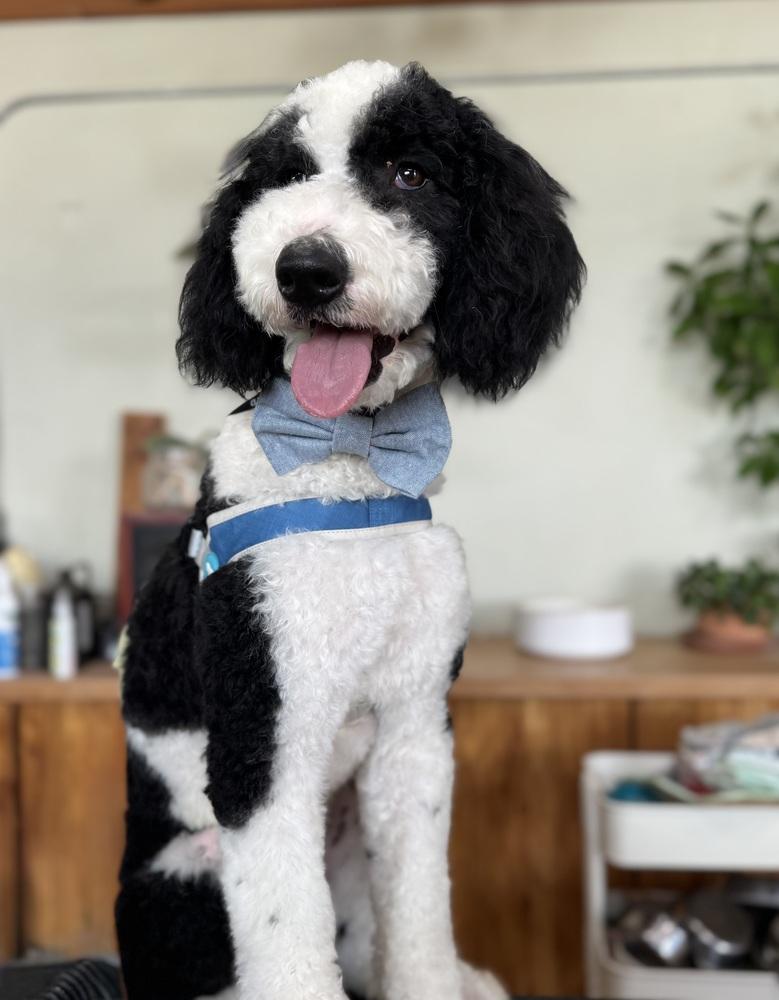 Bandit, a Adoptable mixed breed in Tucson, AZ image 5/6