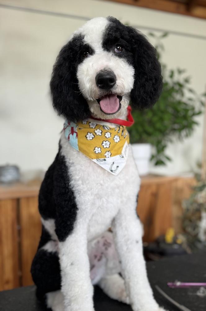Bandit, a Adoptable mixed breed in Tucson, AZ image 6/6