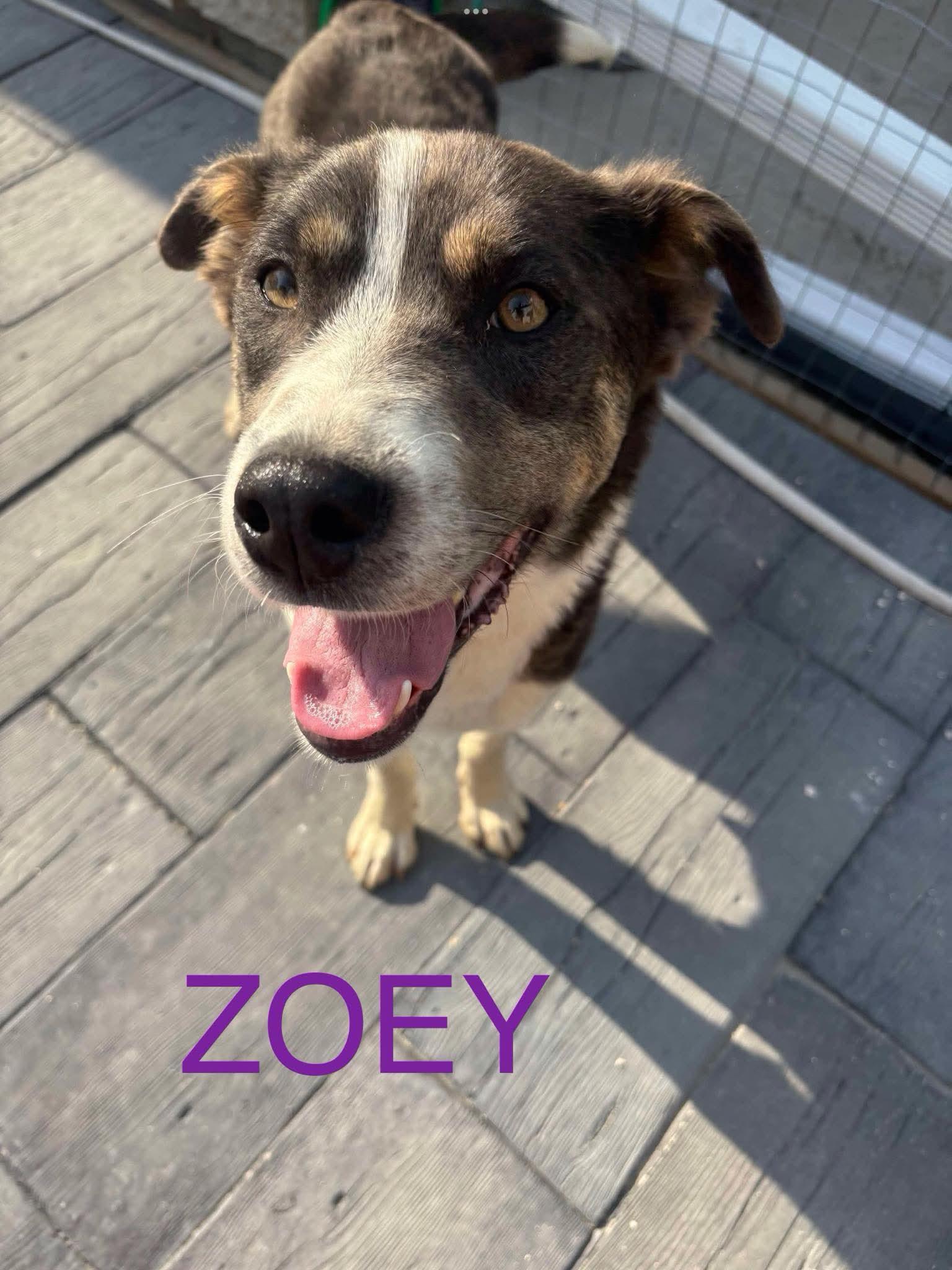 Zoey, an adoptable Collie in Winnipeg, MB, R2R 1s1 | Photo Image 1