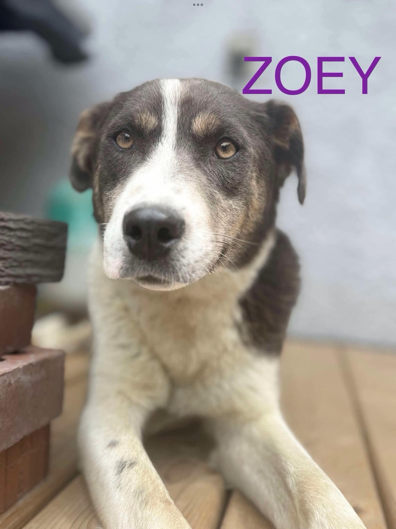 Zoey, an adoptable Collie in Winnipeg, MB, R2R 1s1 | Photo Image 2