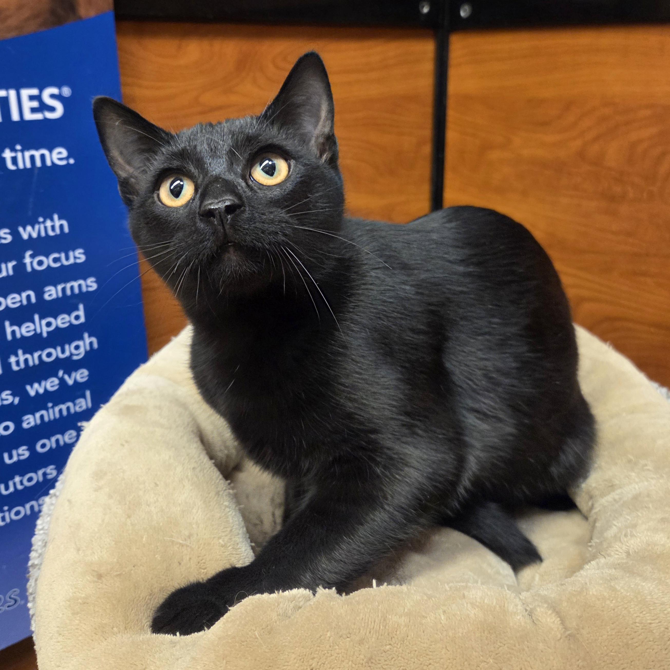 Grady, a Adoptable Domestic Short Hair in Amsterdam, NY image 1/5