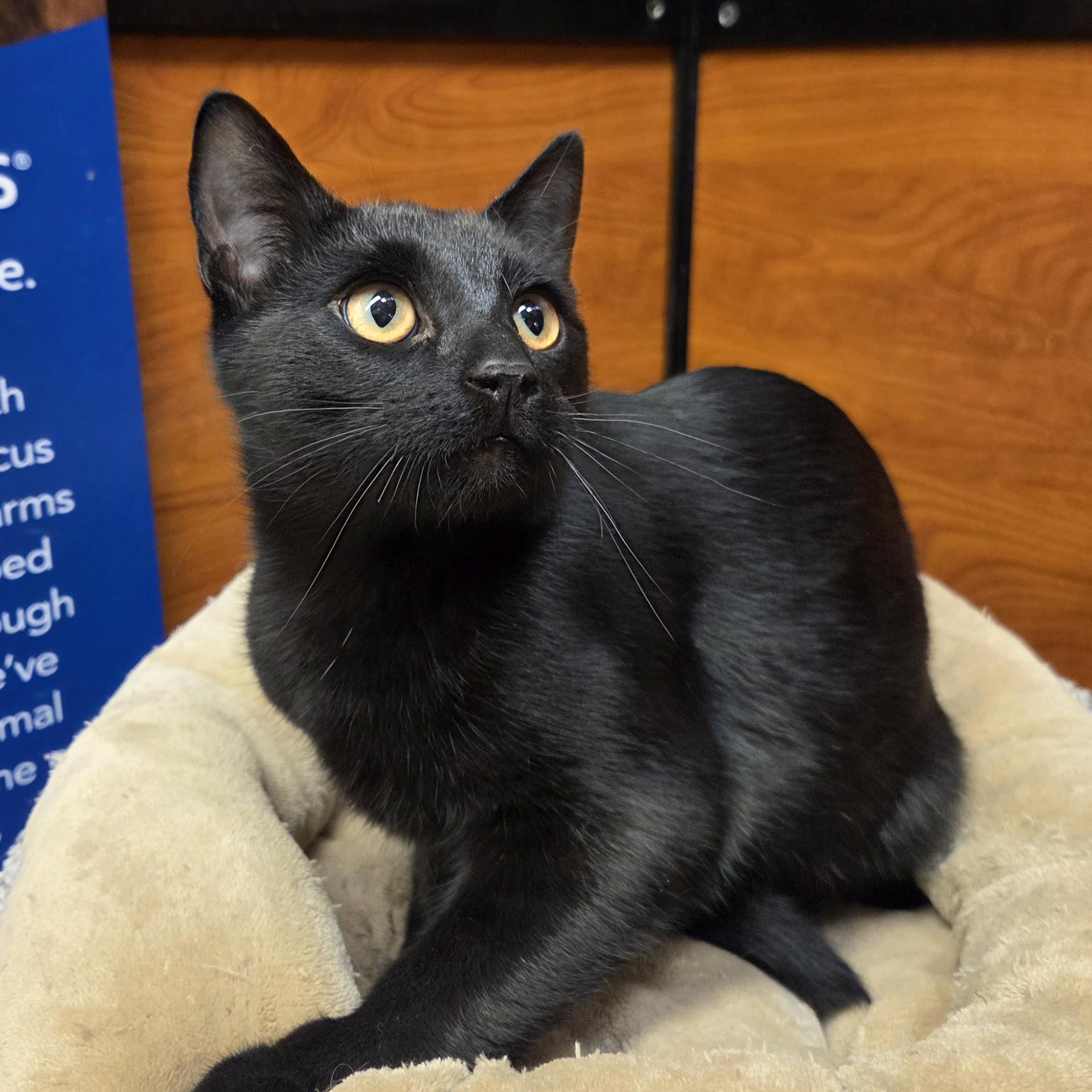 Grady, a Adoptable Domestic Short Hair in Amsterdam, NY image 2/5