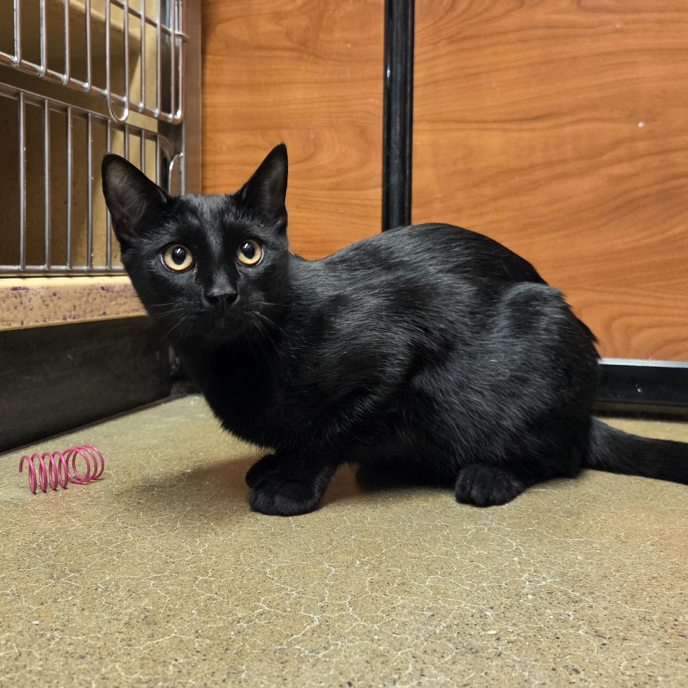 Grady, a Adoptable Domestic Short Hair in Amsterdam, NY image 3/5