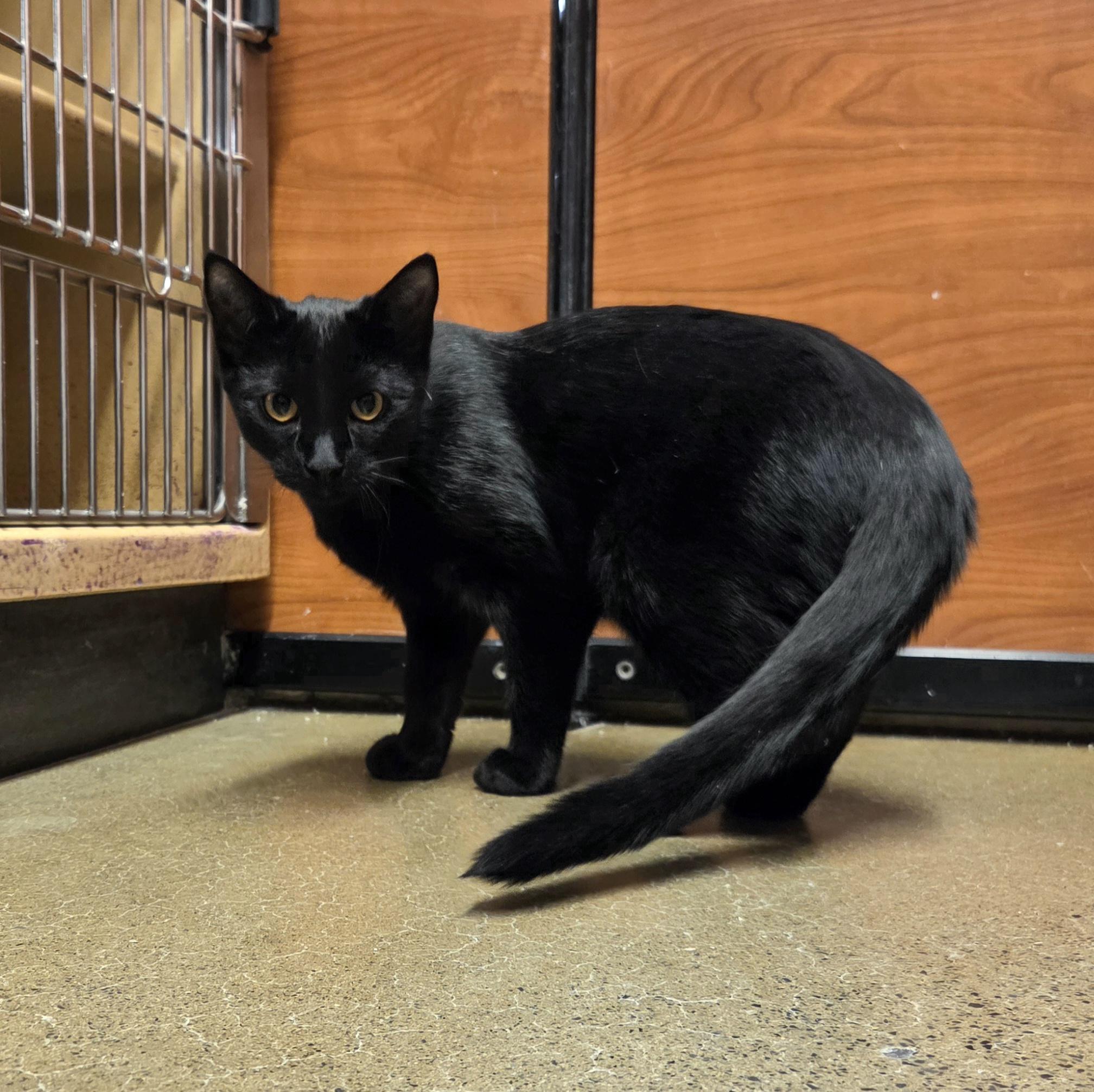 Grady, a Adoptable Domestic Short Hair in Amsterdam, NY image 4/5