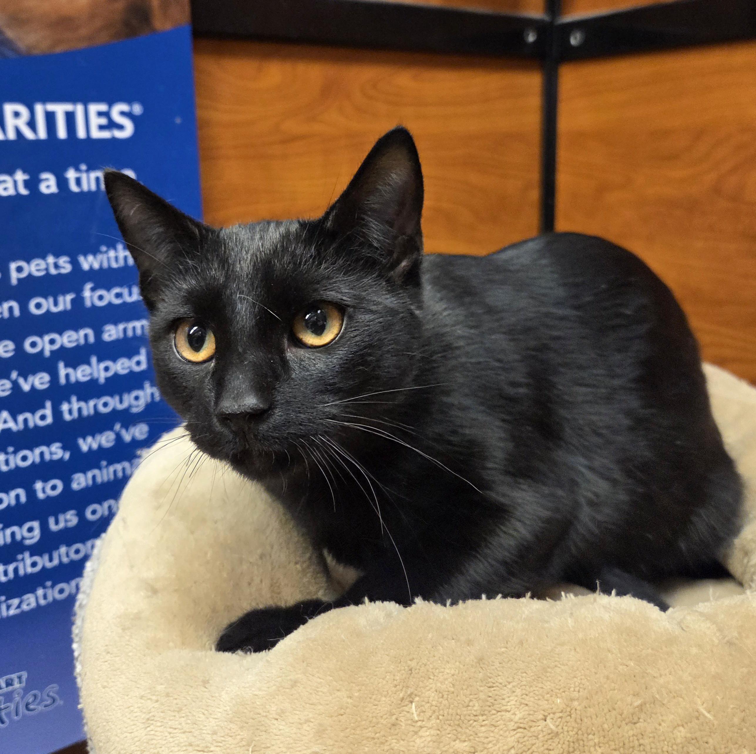 Grady, a Adoptable Domestic Short Hair in Amsterdam, NY image 5/5
