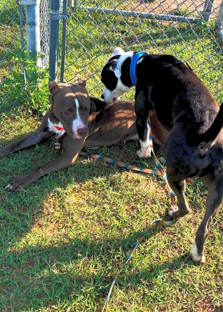 Hot Cocoa, Adoptable, Young Female Labrador Retriever & American Staffordshire Terrier.