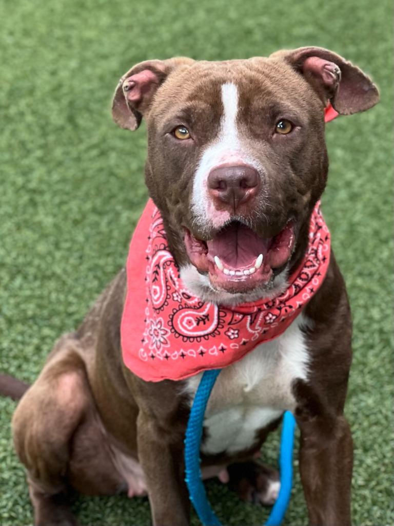 Enlarge Hot Cocoa, a Adoptable mixed breed in Hartsville, SC image 2/6
