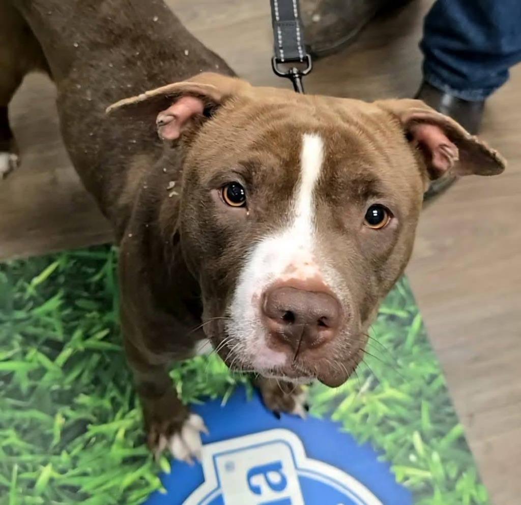 Enlarge Hot Cocoa, a Adoptable mixed breed in Hartsville, SC image 3/6