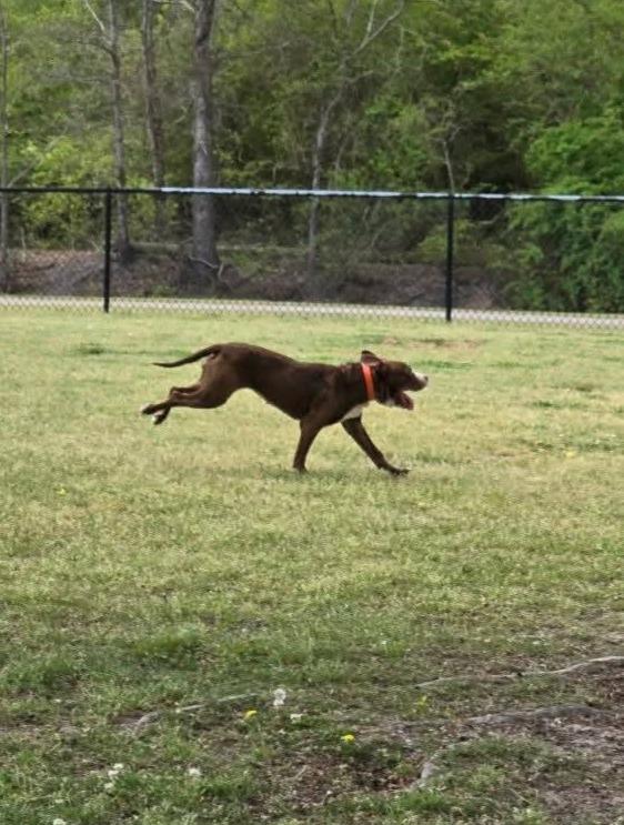 Enlarge Hot Cocoa, a Adoptable mixed breed in Hartsville, SC image 4/6