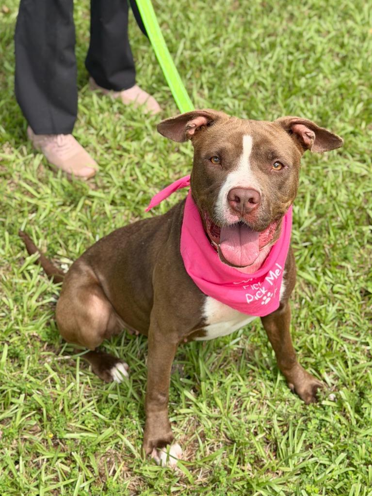 Enlarge Hot Cocoa, a Adoptable mixed breed in Hartsville, SC image 3/5