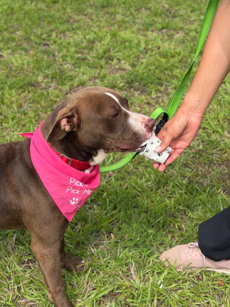 Enlarge Hot Cocoa, a Adoptable mixed breed in Hartsville, SC image 4/5