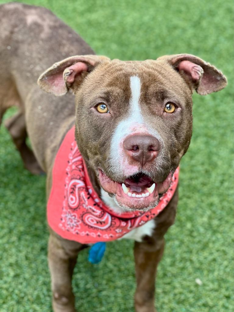 Enlarge Hot Cocoa, a Adoptable mixed breed in Hartsville, SC image 5/6