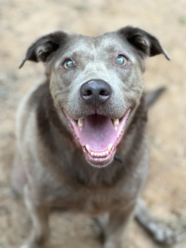 Enlarge Sterling - PLEASE READ ALL INFORMATION, a Adoptable mixed breed in Greenville, SC image 3/5