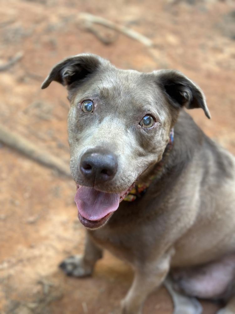 Enlarge Sterling - PLEASE READ ALL INFORMATION, a Adoptable mixed breed in Greenville, SC image 4/5