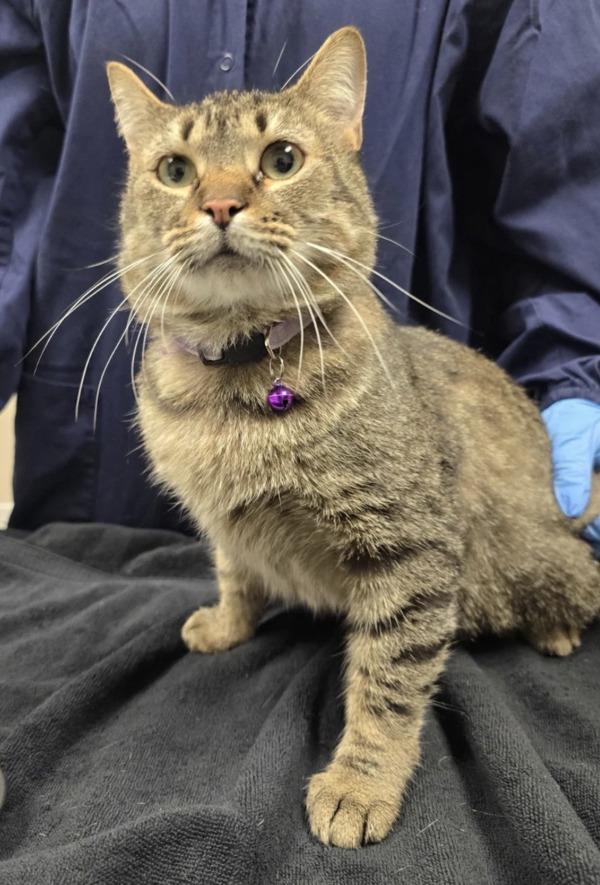 Mamo, Adoptable, Adult Female Domestic Short Hair.