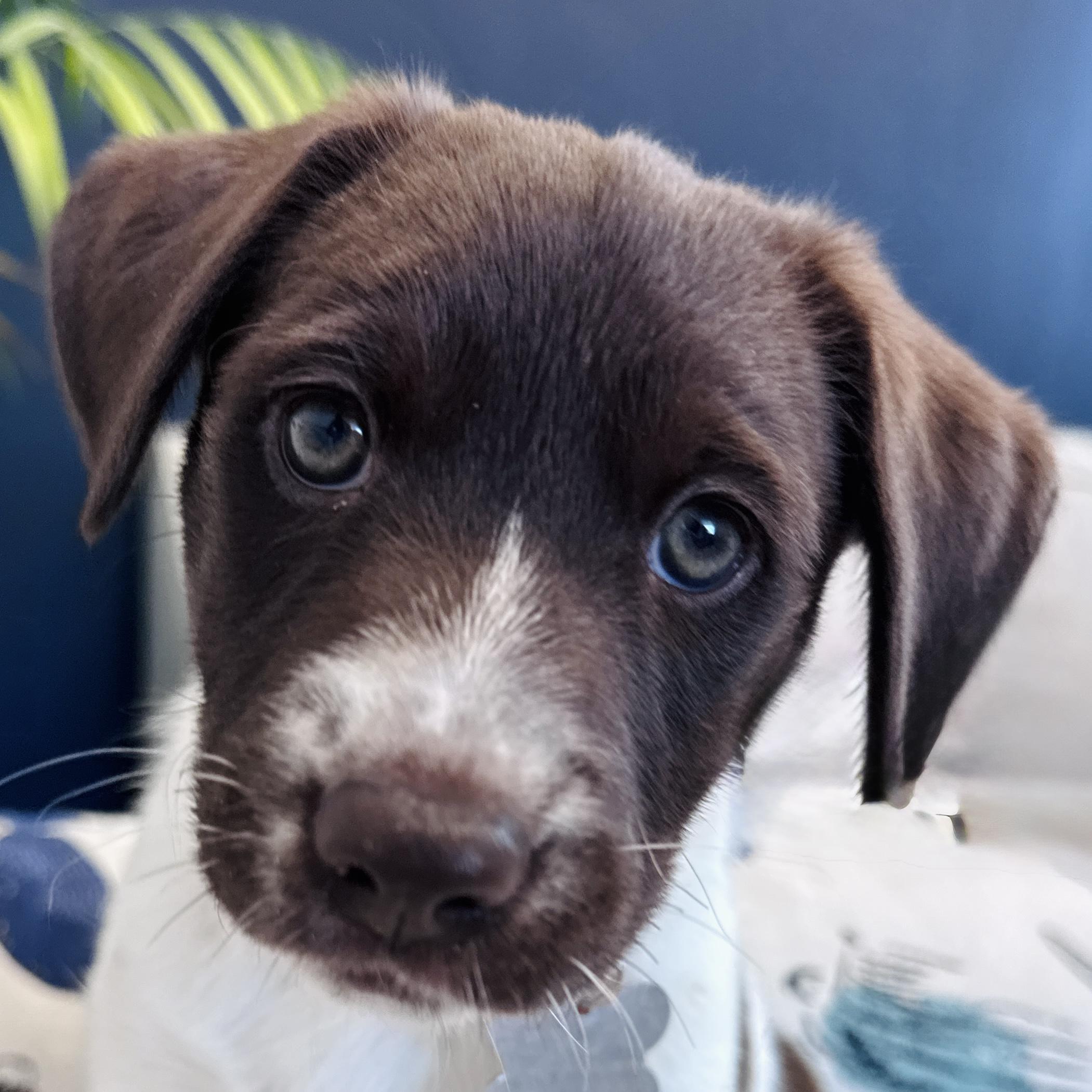 Marin, Adoptable, Puppy Female Retriever & Mixed Breed.