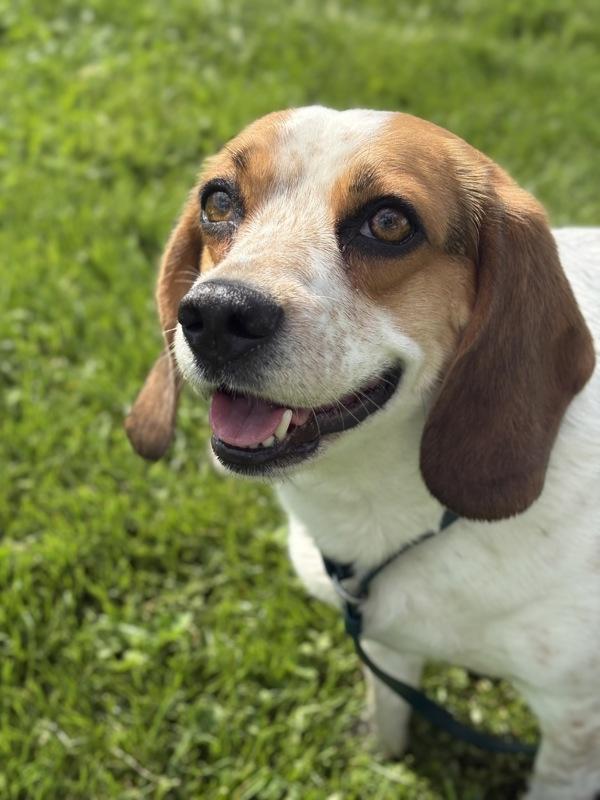 Enlarge Agatha, a Adoptable mixed breed in Lancaster, OH image 1/1