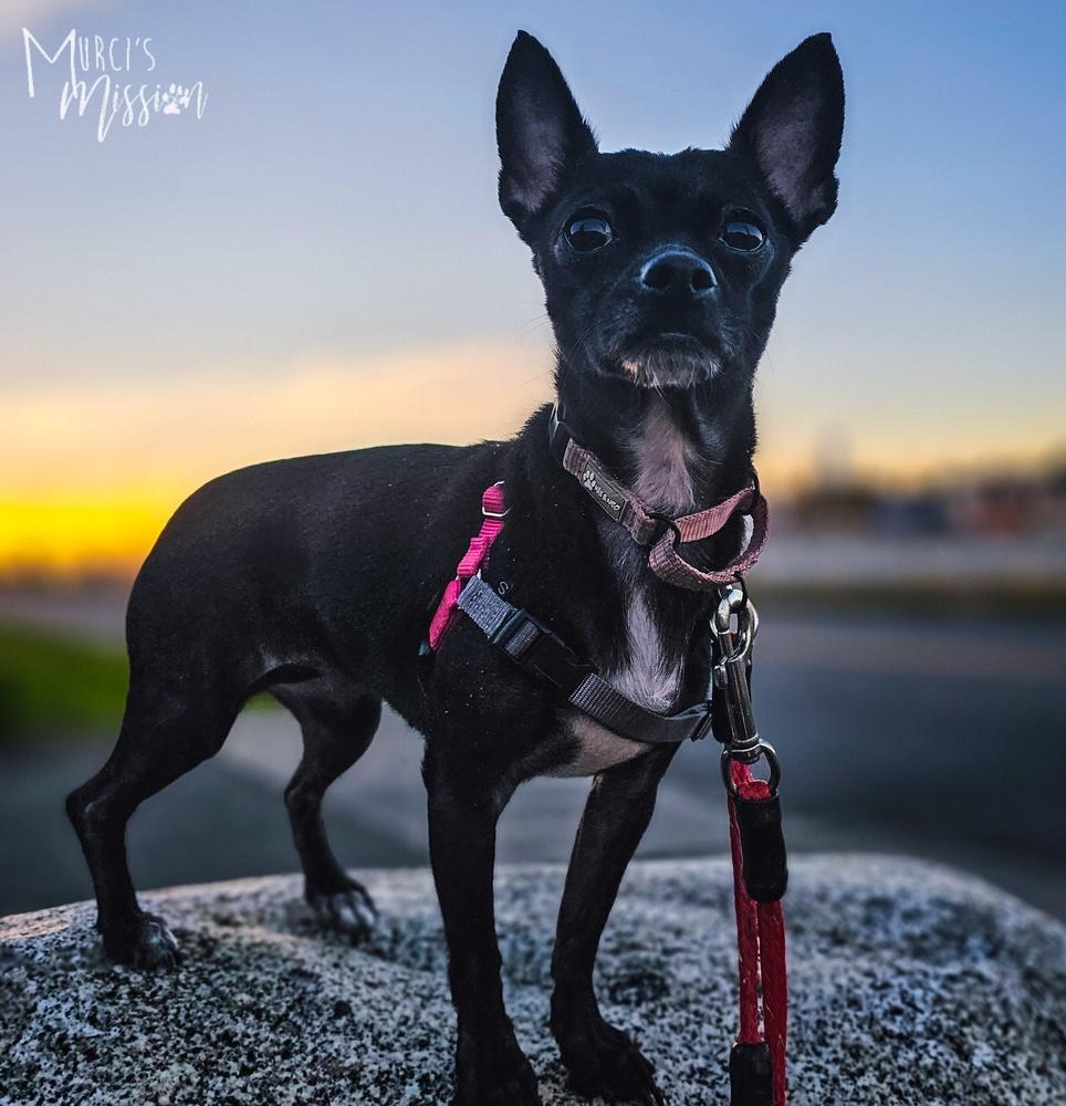 Enlarge Sunflower Seed, a Adoptable mixed breed in Spokane , WA image 1/1