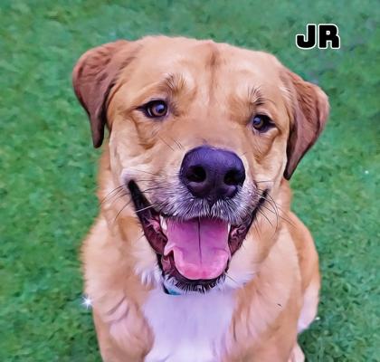 JR, Adoptable, Adult Male Golden Retriever & Great Pyrenees.