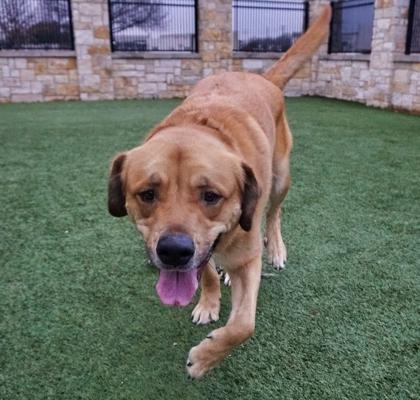 Enlarge JR, a Adoptable mixed breed in North Richland Hills, TX image 2/3