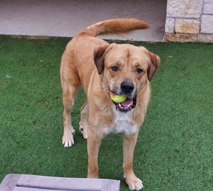 Enlarge JR, a Adoptable mixed breed in North Richland Hills, TX image 3/3