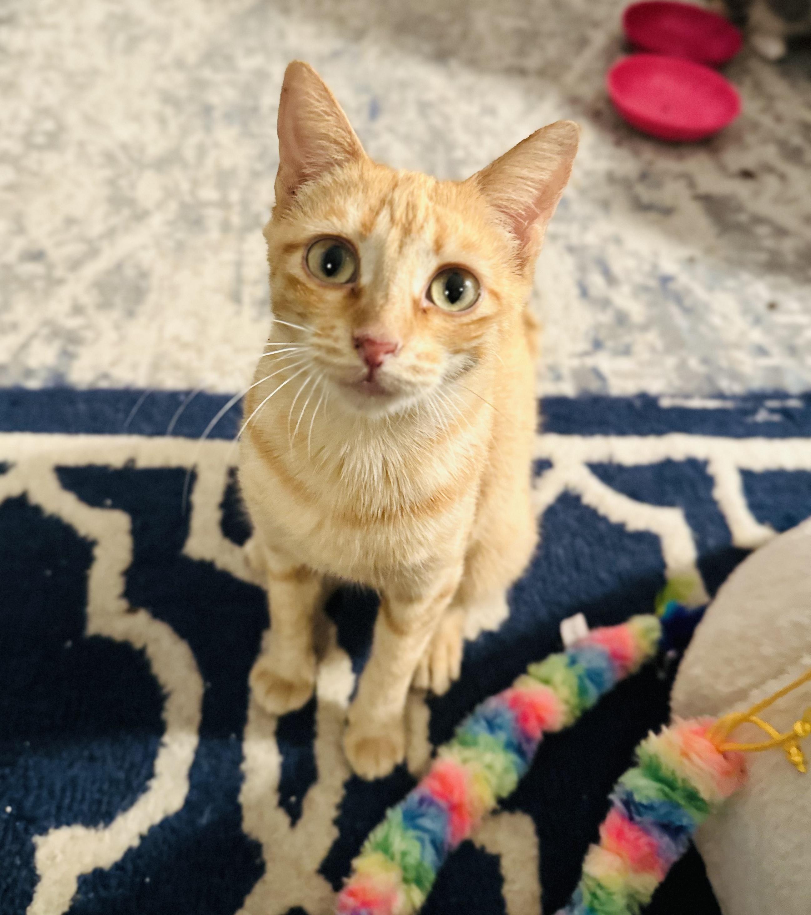 Enlarge Jazzy, a Adoptable Tabby in Bethel, CT image 3/6